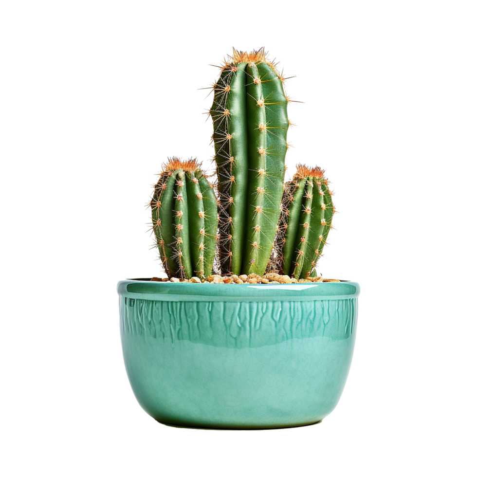 AI generated Cactus isolated on transparent background png