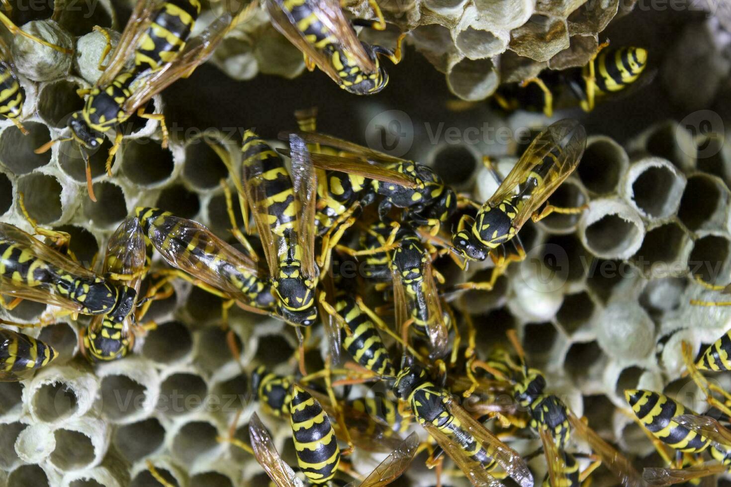 Vespiary. Wasps polist. The nest of a family of wasps which is taken a close-up. photo