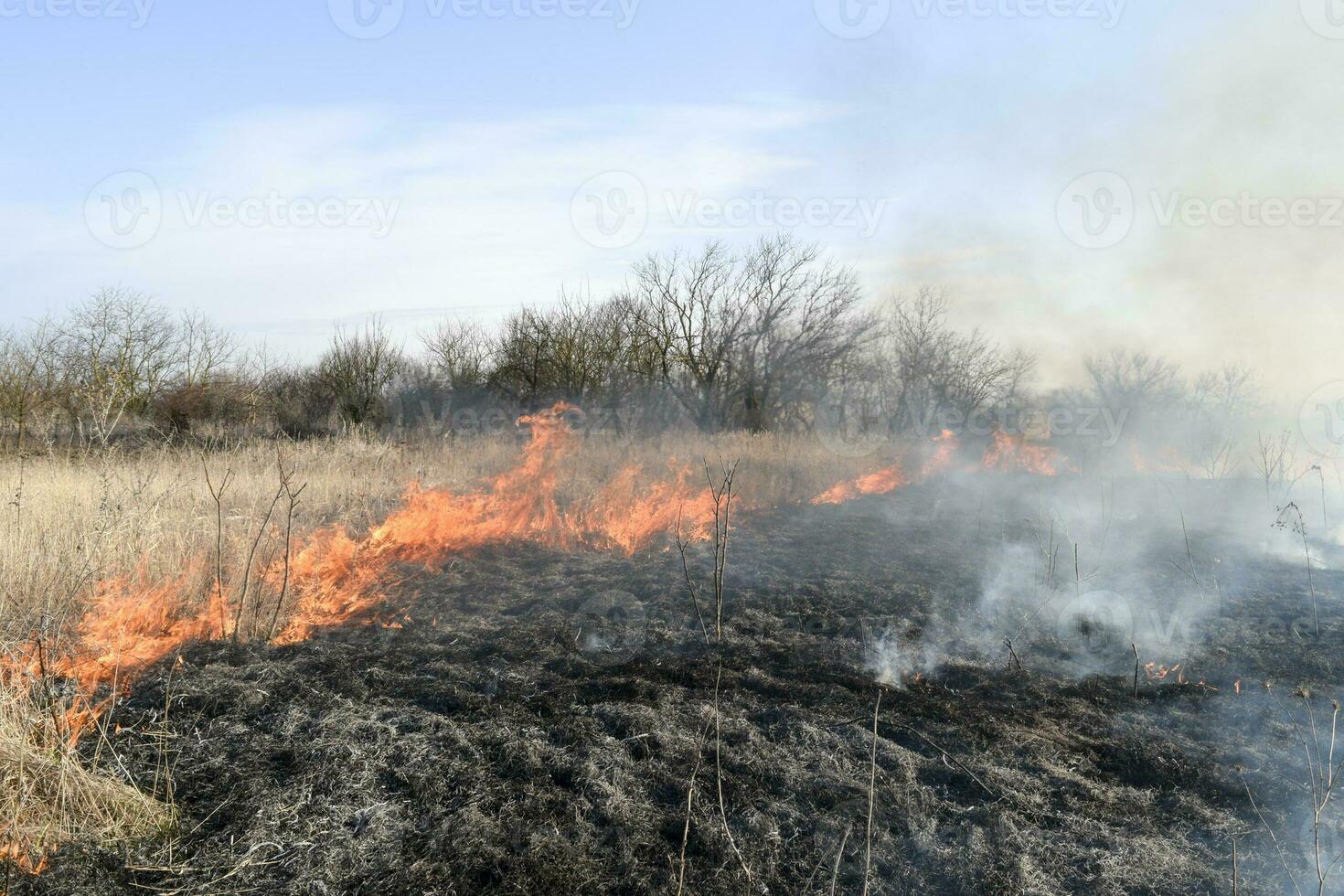 Burning dry grass and reeds. Cleaning the fields and ditches of photo