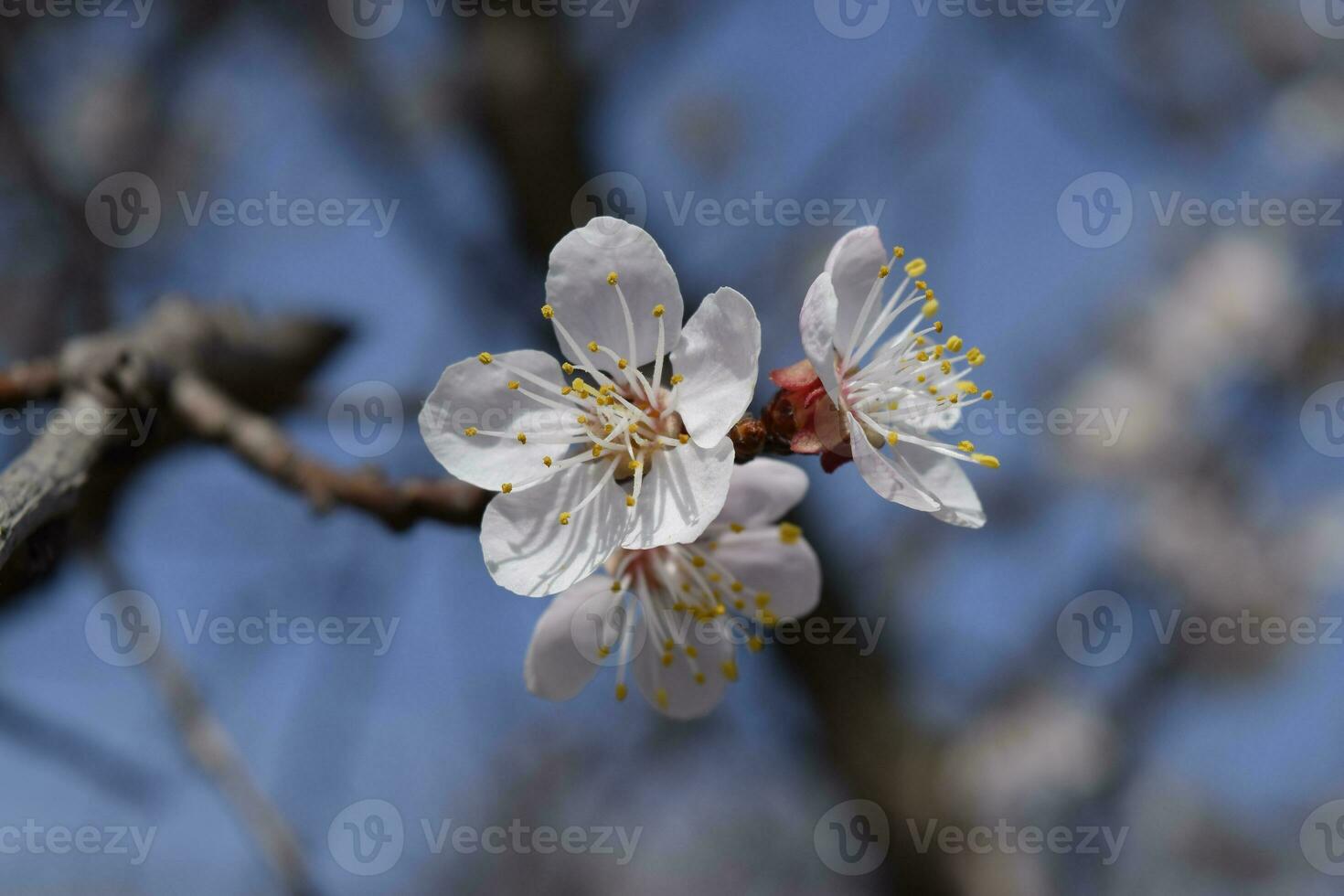Spring flowering trees. Pollination of flowers of apricot. Blooming wild apricot in the garden photo