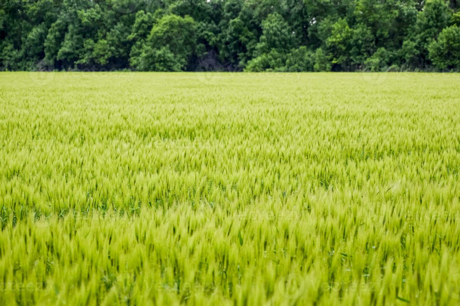 field of green immature barley. Spikelets of barley. The field is barley, Rural landscape. photo