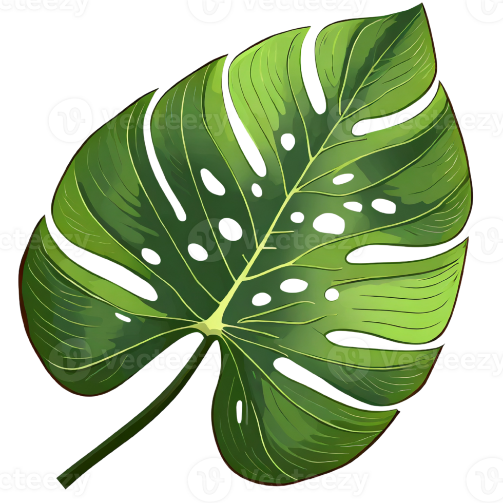 Tropical leaf philodendron png