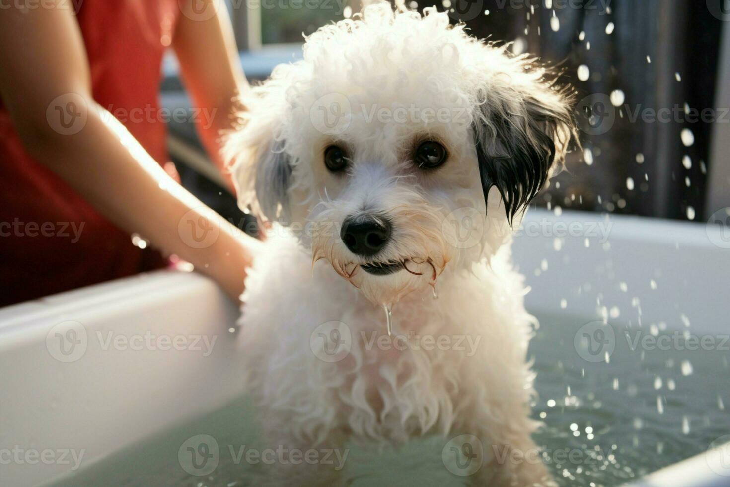 ai generado peluquero se baña bichón frise mezcla en mascota salón para mimos foto