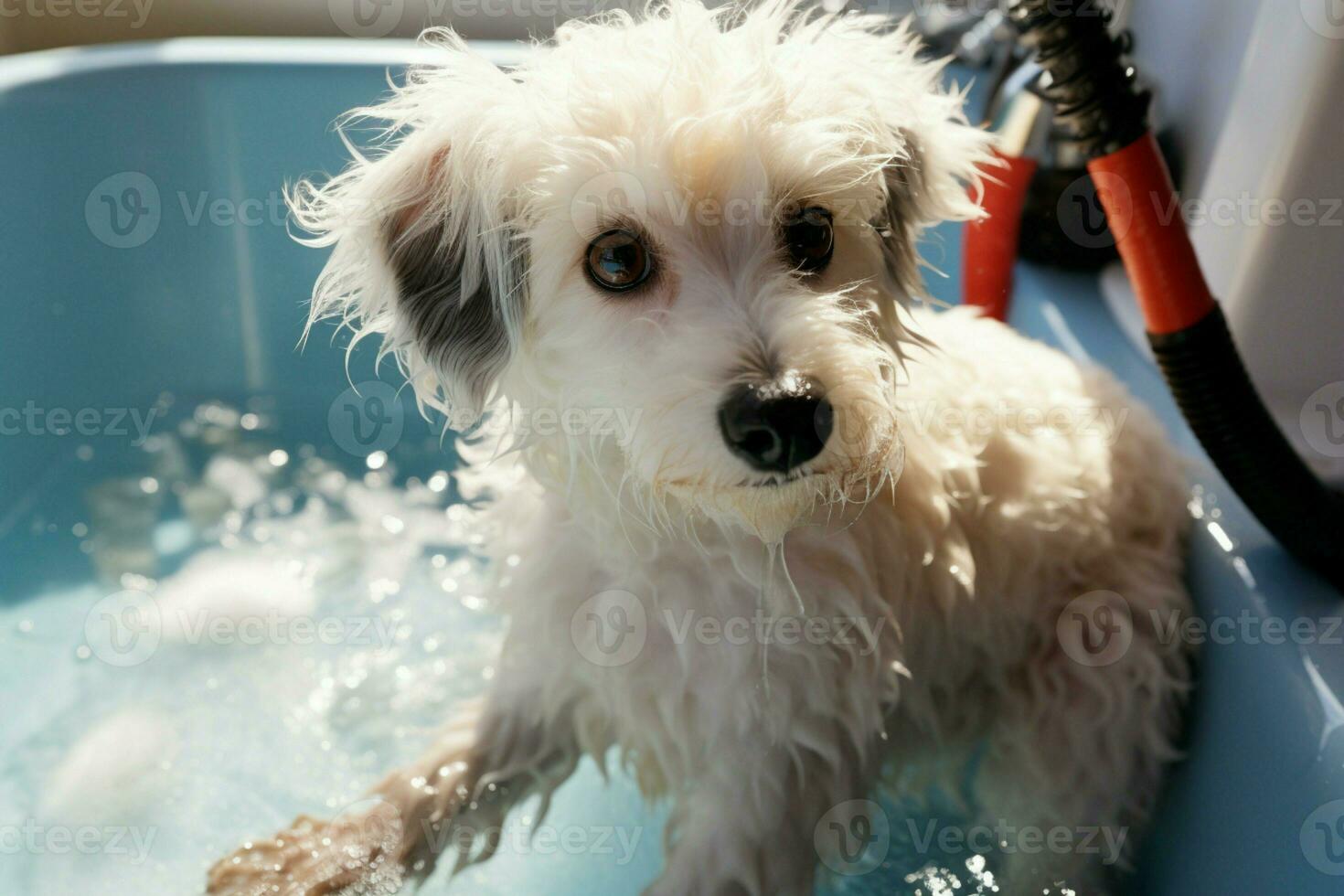 ai generado bichón frise mezcla disfruta spa día, siendo lavado en mascota salón foto