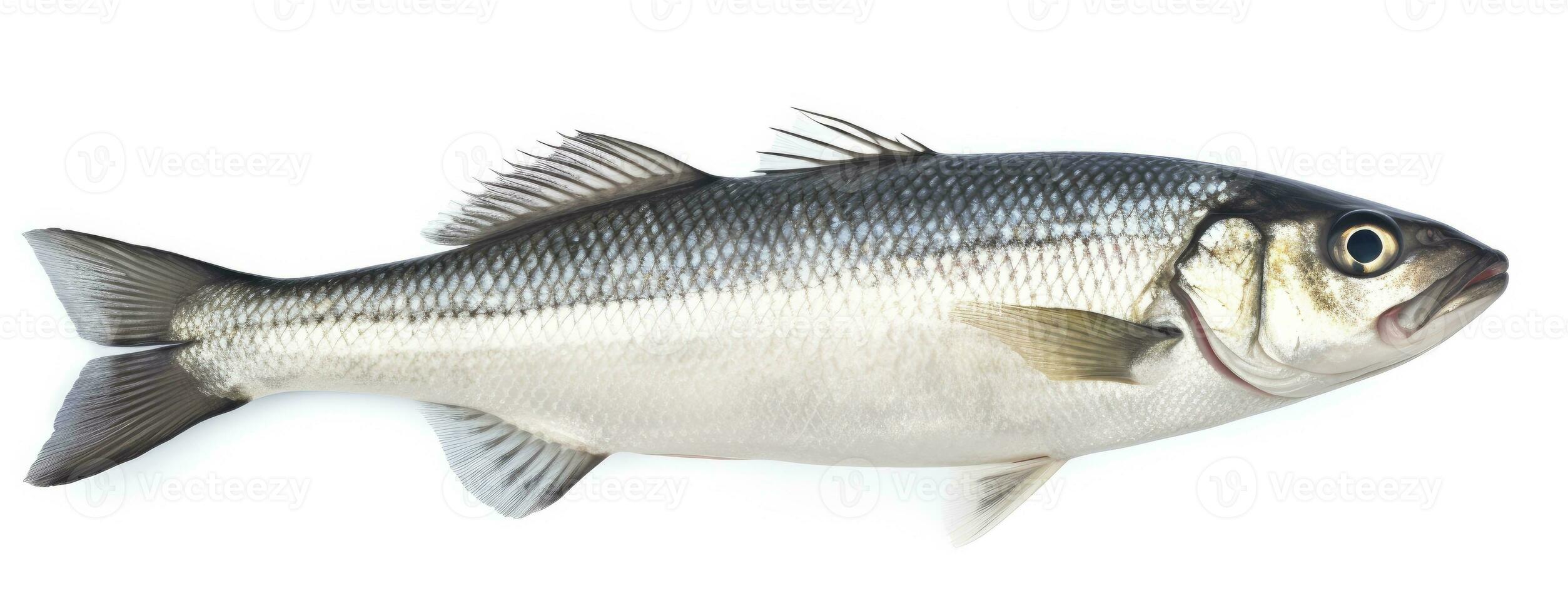 AI generated One fresh sea bass fish isolated on white background. AI Generated. photo