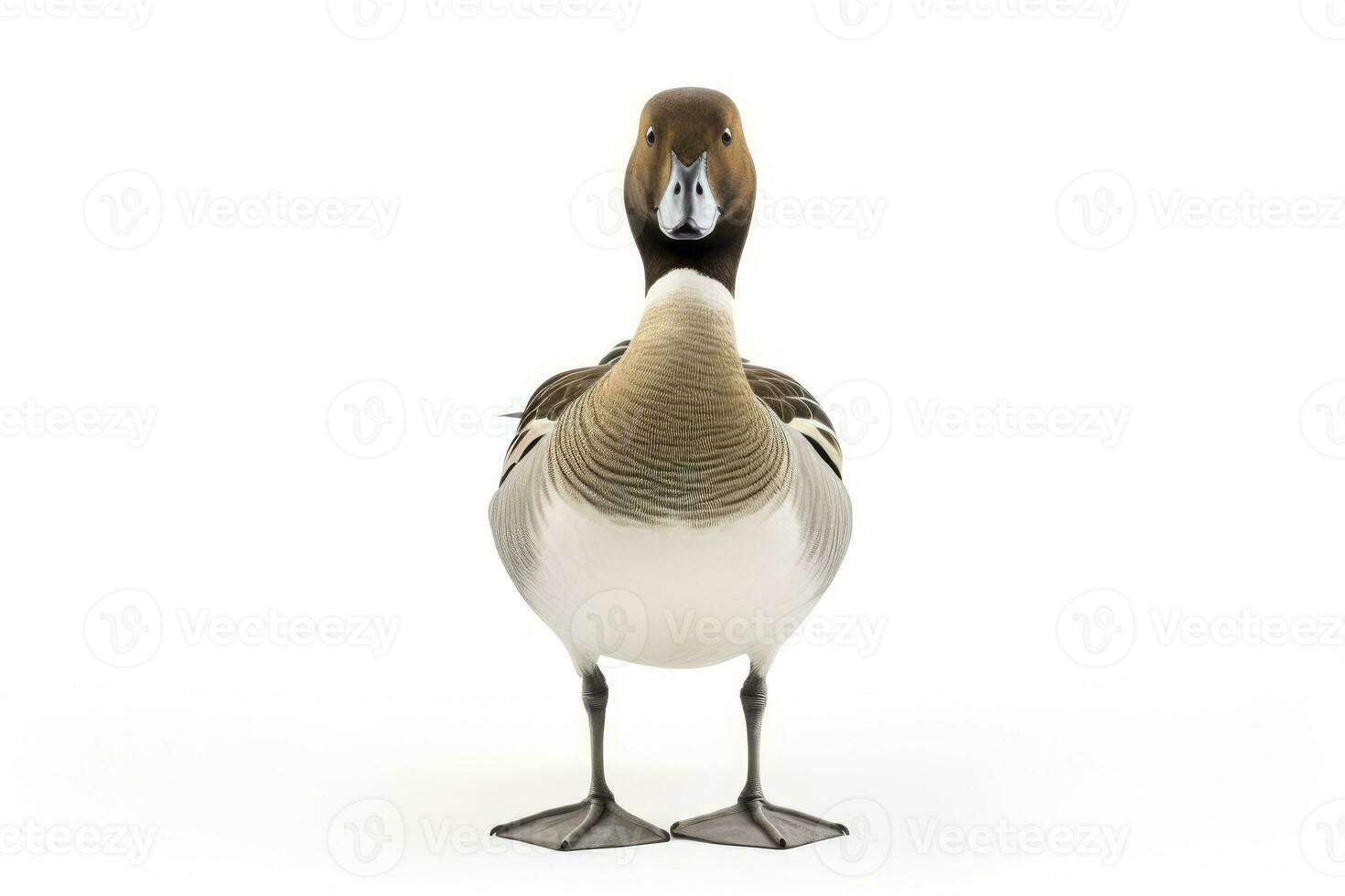 AI generated Northern pintail isolated on white background. AI Generated. photo