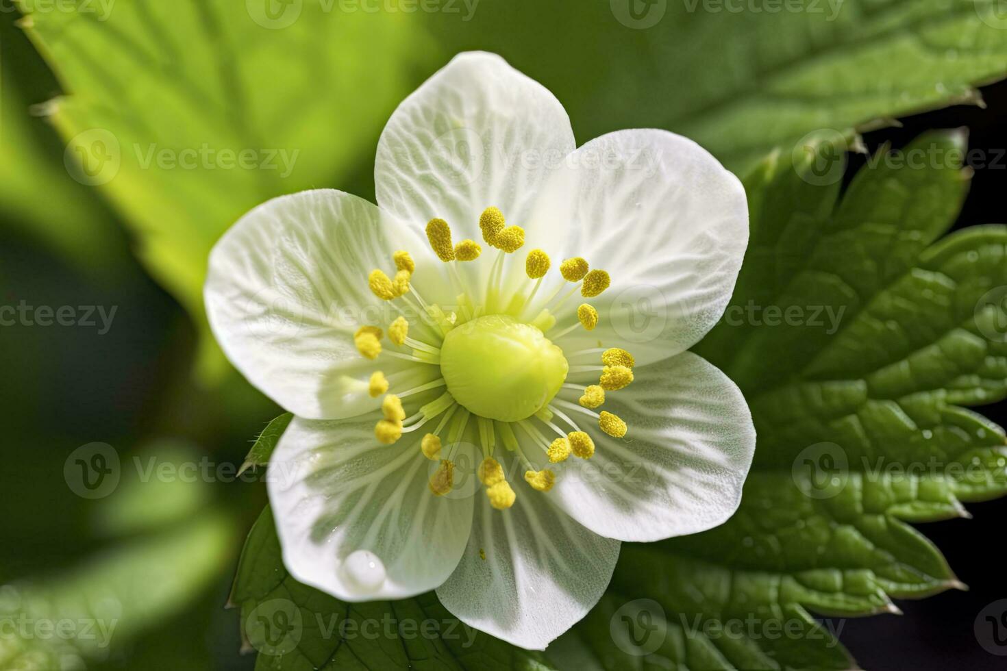 AI generated Strawberry flower. AI Generated photo