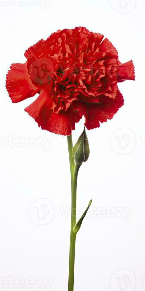 AI generated Red Carnation isolated on white background. AI Generated photo