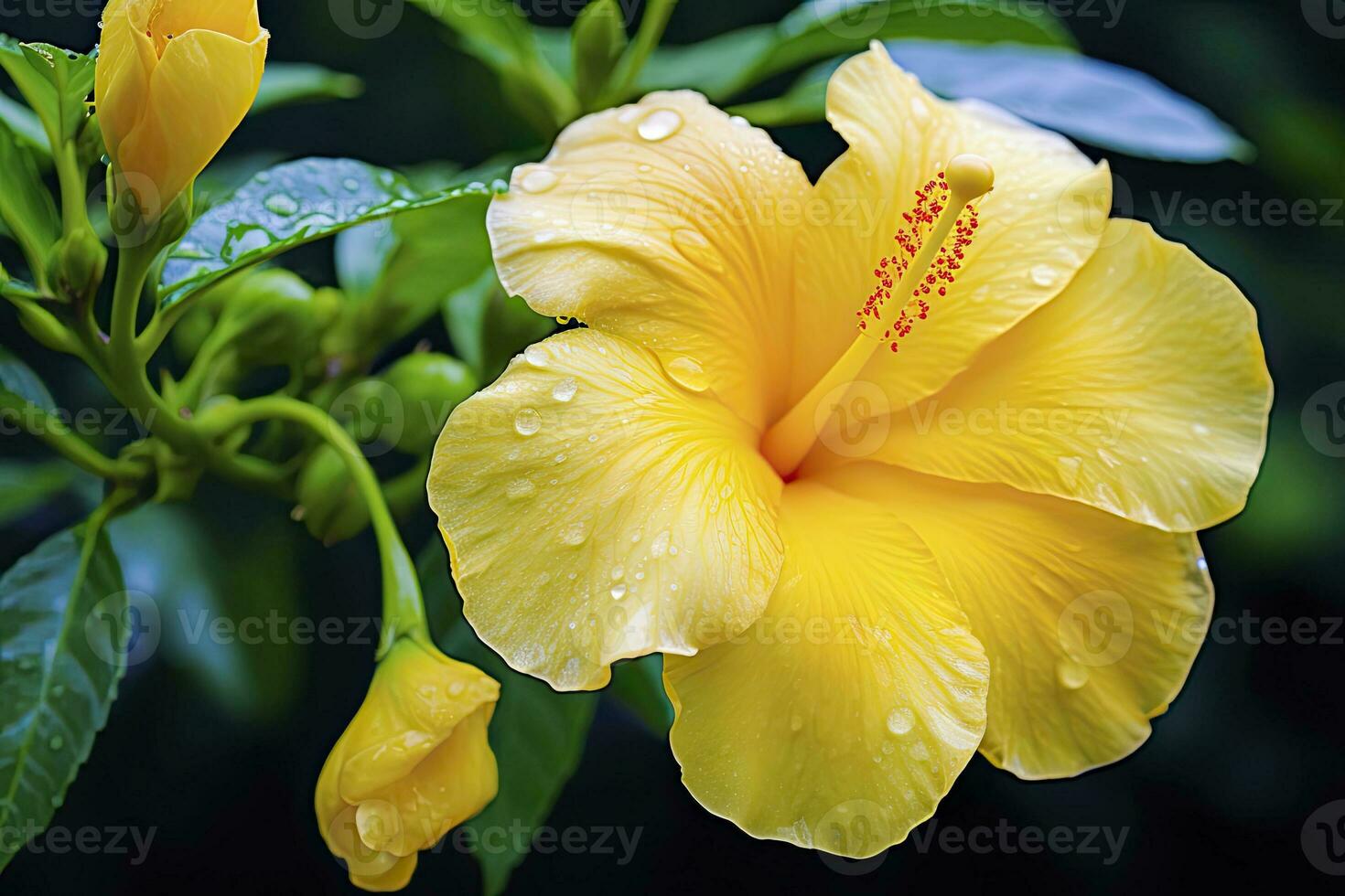 AI generated Close up beautiful yellow hibiscus flower. AI Generated photo