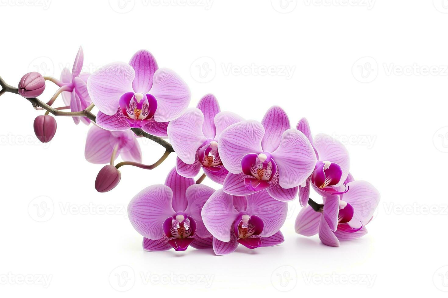 AI generated Pink Orchid isolated on white background. AI Generated photo