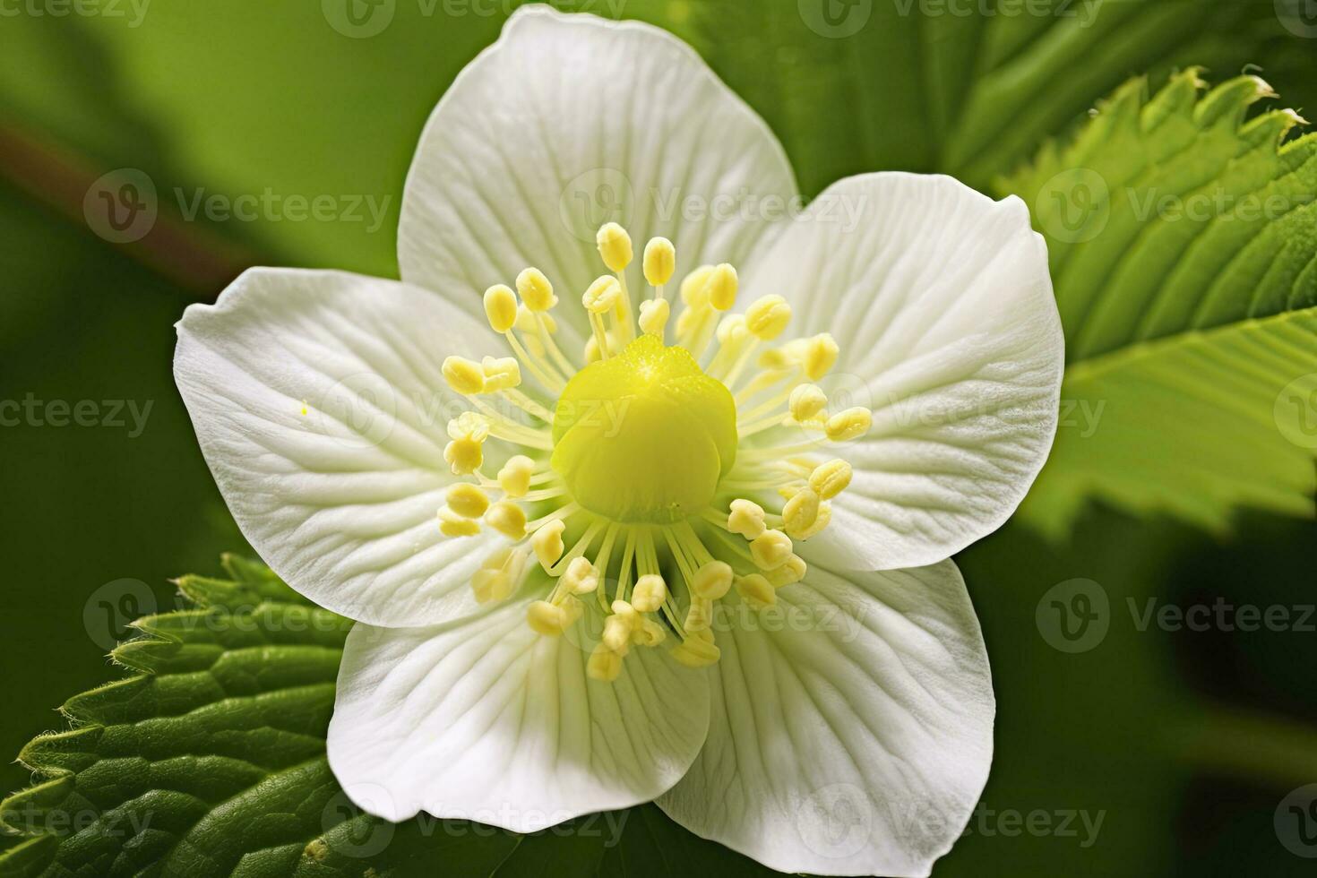 AI generated Strawberry flower. AI Generated photo