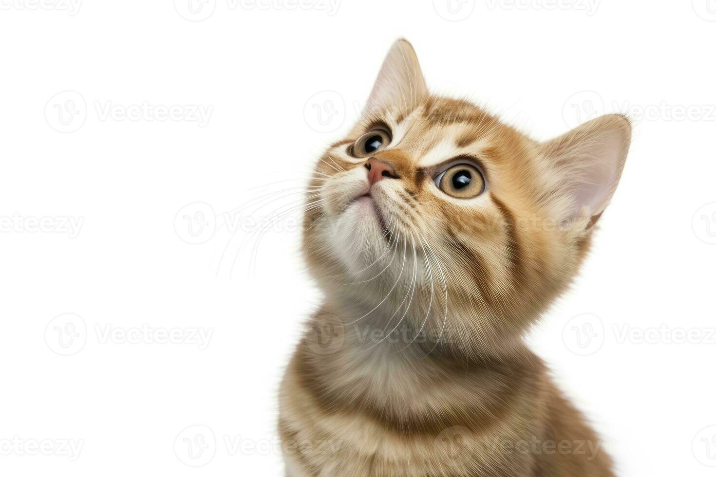 AI generated Playful funny kitten looking up isolated on a white background. AI Generated photo