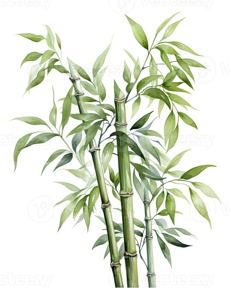 AI generated Watercolor bamboo clipart isolated on white background. AI Generated photo