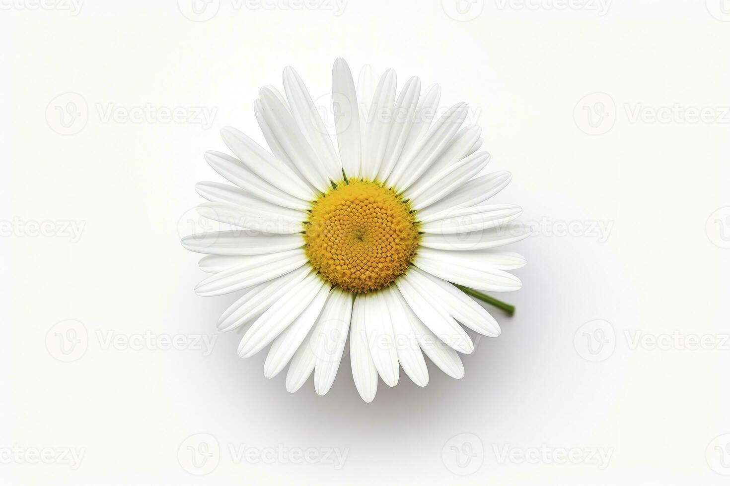 AI generated Common daisy isolated on white background. AI Generated photo