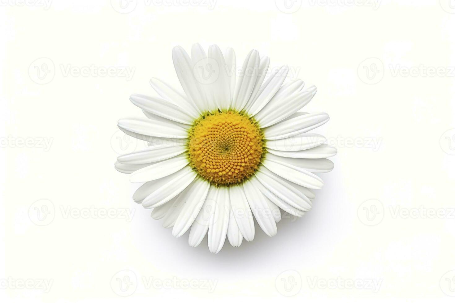 AI generated Common daisy isolated on white background. AI Generated photo