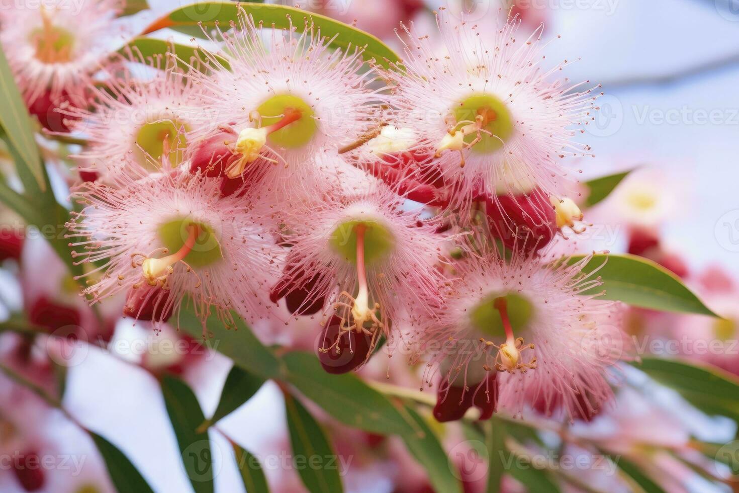 AI generated Beautiful Gum tree pink flowers and buds. AI Generated photo