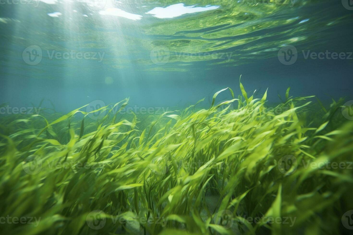 AI generated Underwater view of a group of seabed with green seagrass. AI Generated photo