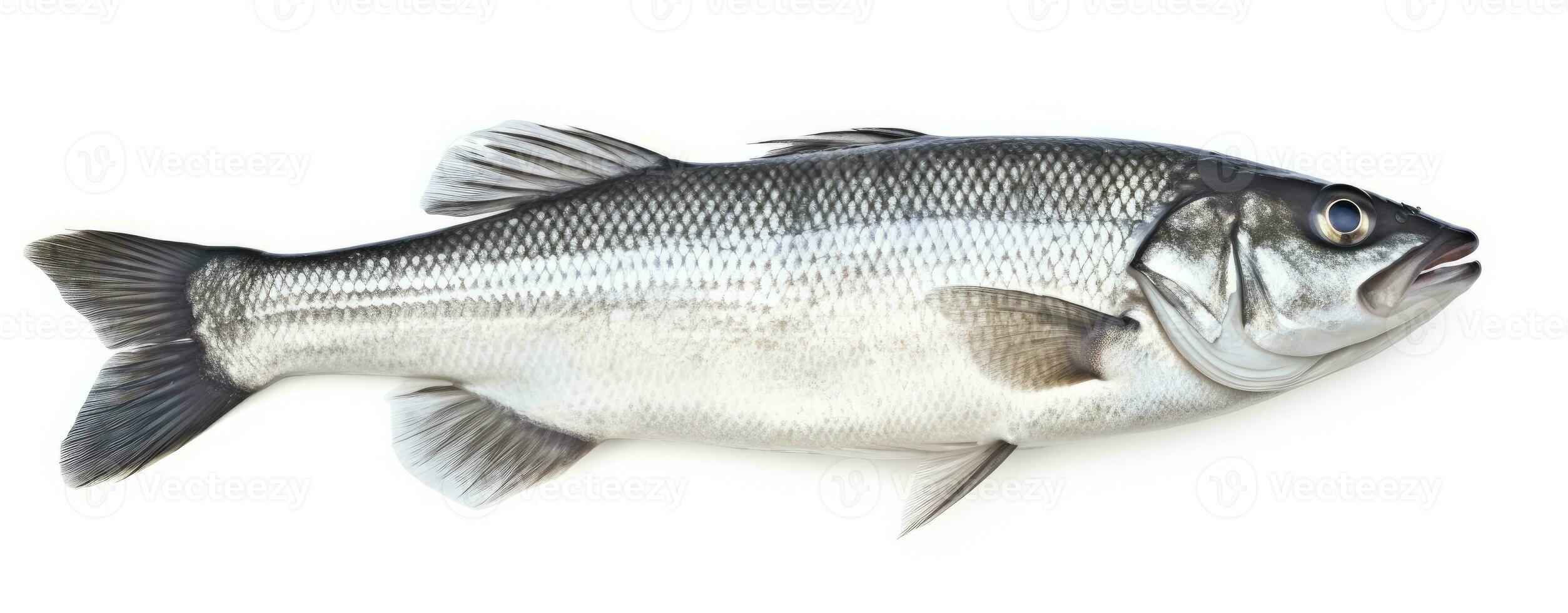 AI generated One fresh sea bass fish isolated on white background. AI Generated. photo