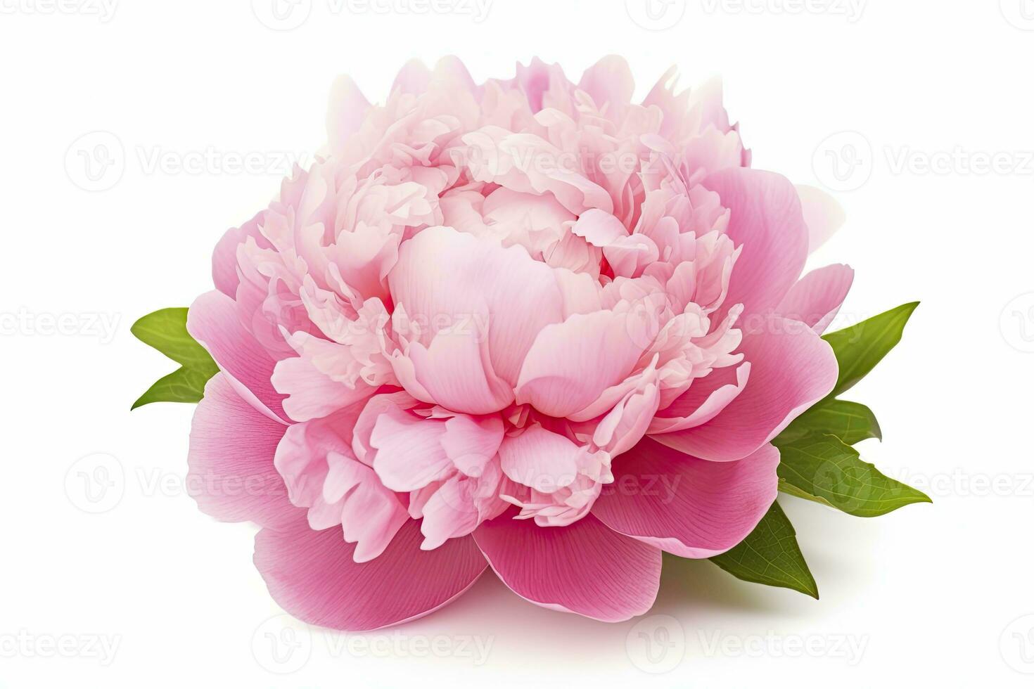 AI generated Peony isolated on white background. AI Generated photo