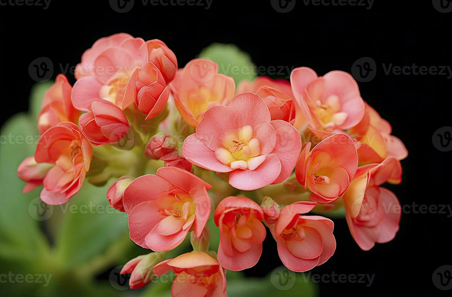 ai generado kalanchoe Blossfeldiana. ai generado foto