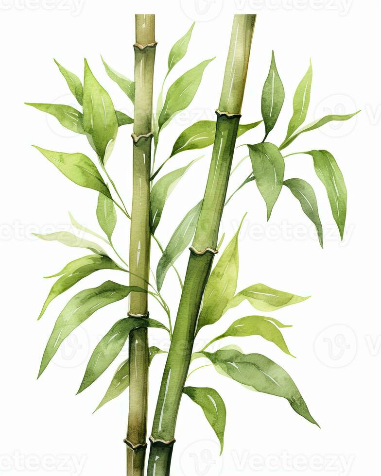 AI generated Watercolor bamboo clipart isolated on white background. AI Generated photo