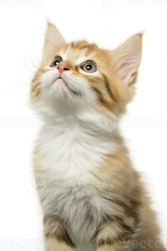 AI generated Playful funny kitten looking up isolated on a white background. AI Generated photo