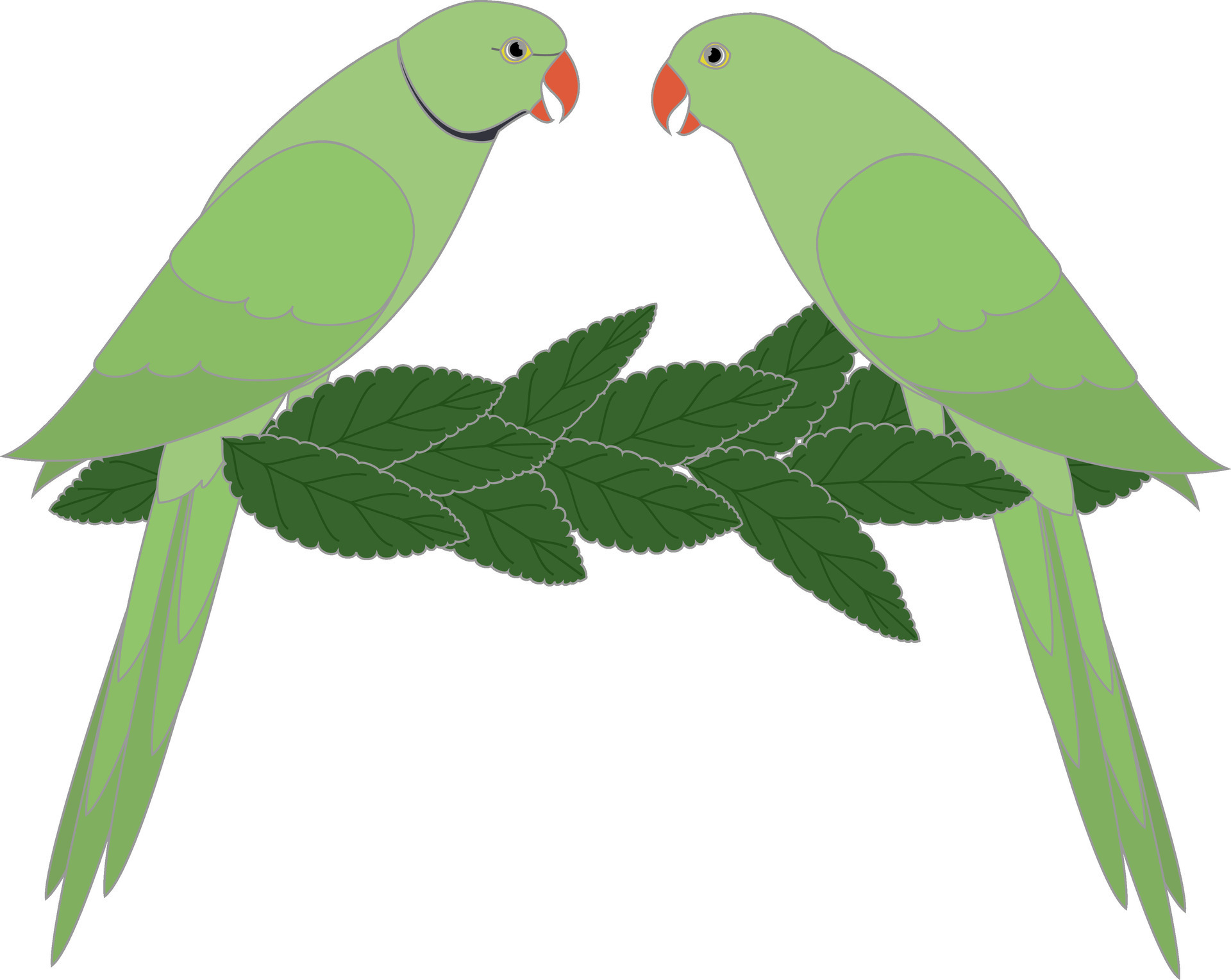 Indian ringneck parakeet birds 36018072 Vector Art at Vecteezy