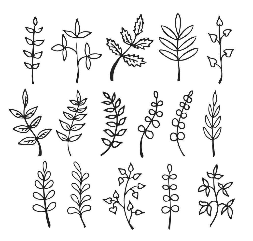 Art foliage natural leaves herbs in line style. Hand drawn. Decorative beauty elegant brunches doodle illustration vector