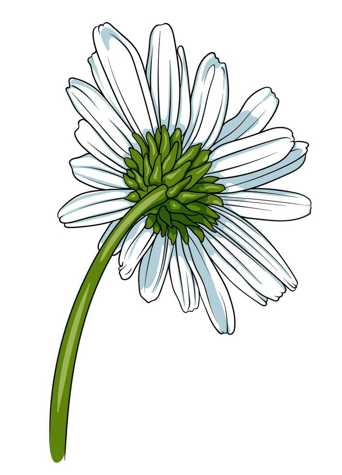 Daisy flower on a white background. Vector illustration for your design. Hand drawn vector illustration isolated on white background.