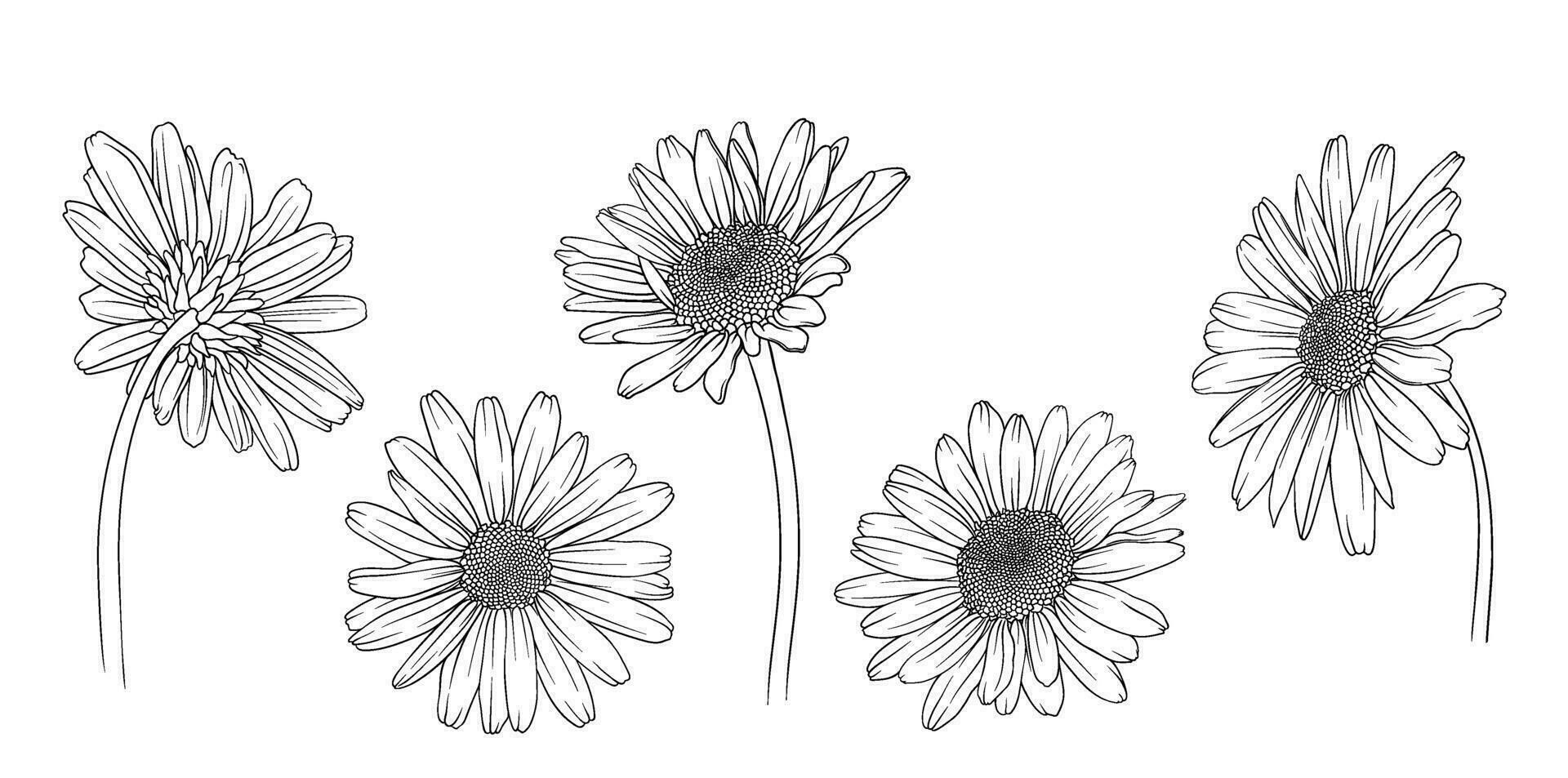 chamomile chrysanthemum and daisy back view in monochrome vector style