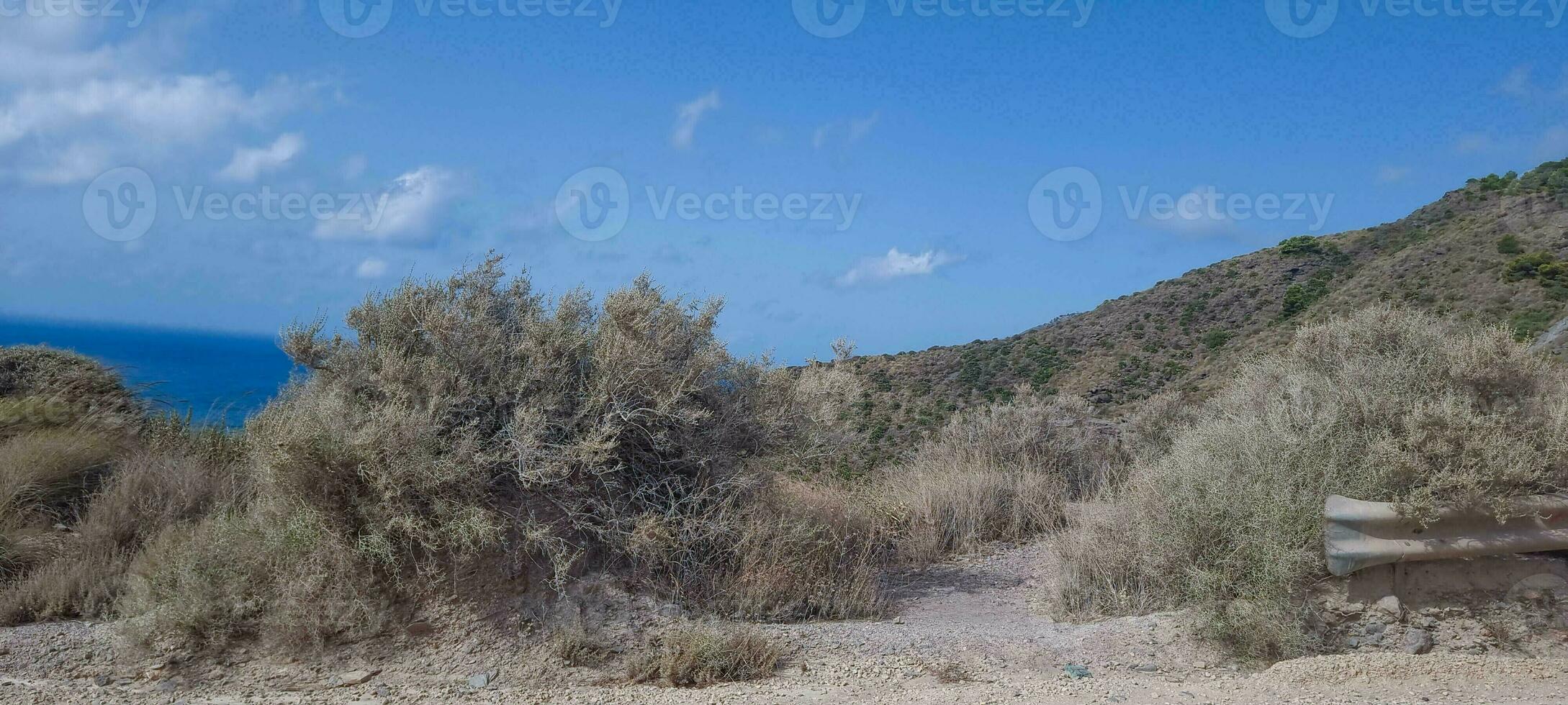 Scenic coastal landscape with shrubs, blue sky, and a glimpse of the sea in the background. photo