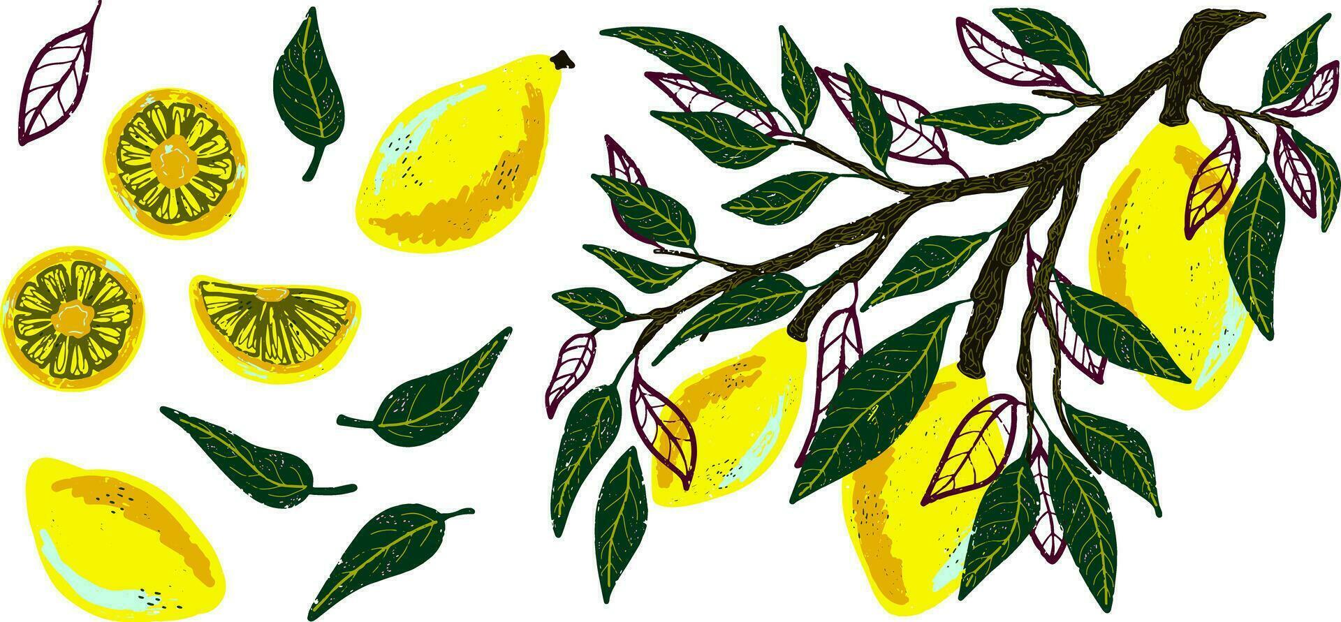 lemon tree with lemon slices and leaves vector