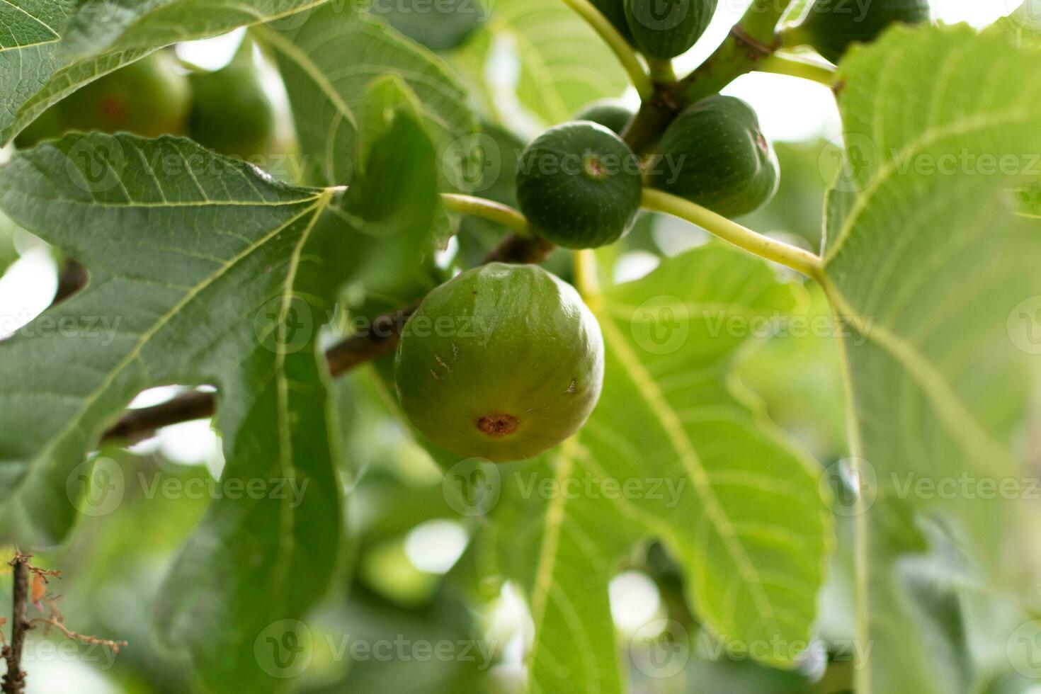 Purple and green figs fruit hanging on the branch of a fig tree, ficus carica photo