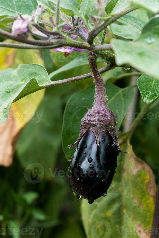 Beautiful little eggplant on its plant in an ecological vegetable garden, solanum melongena photo