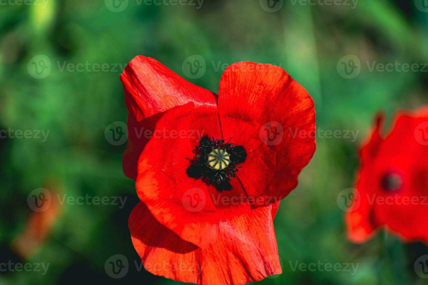 amapola cabeza a primavera en un jardín, papaver rhoeas, ranunculales foto