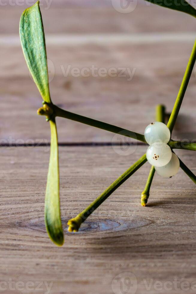 Branch of mistletoe with white berries, viscum album photo