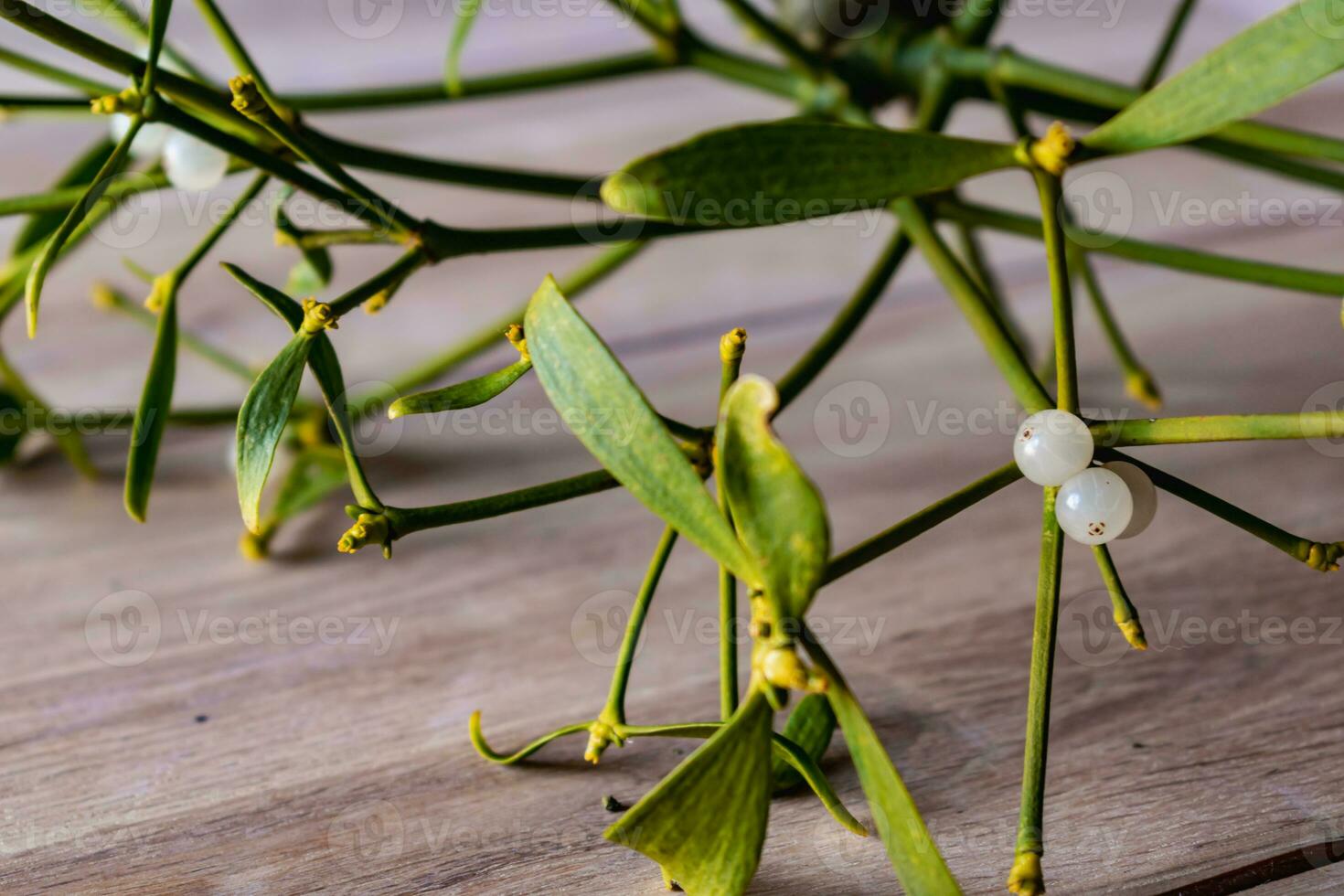 Branch of mistletoe with white berries, viscum album photo