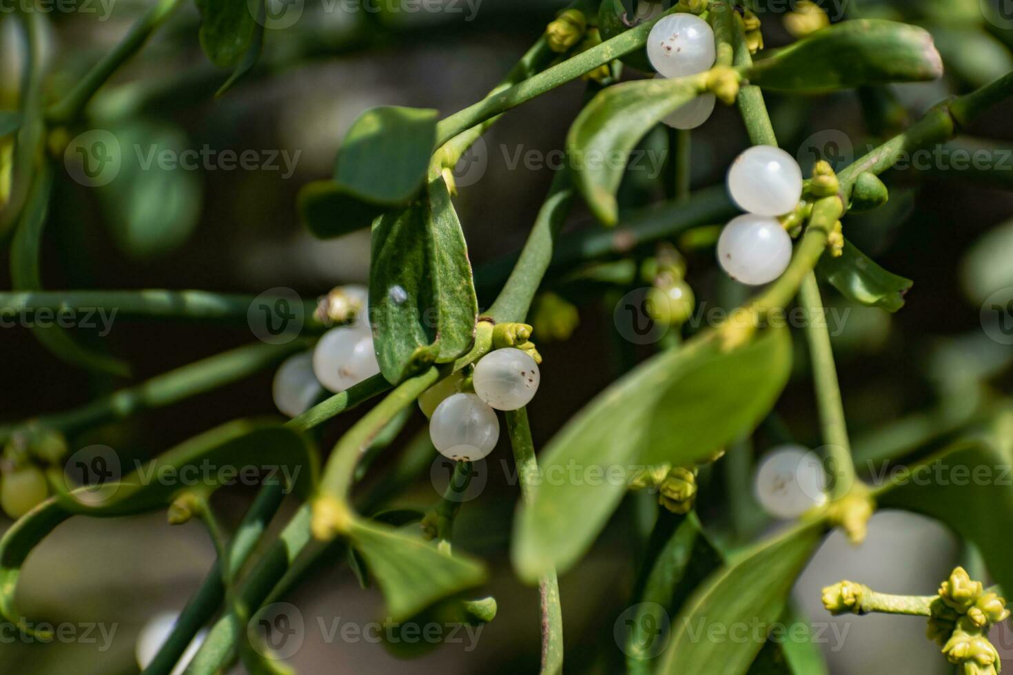 Branch of mistletoe with white berries, viscum album photo