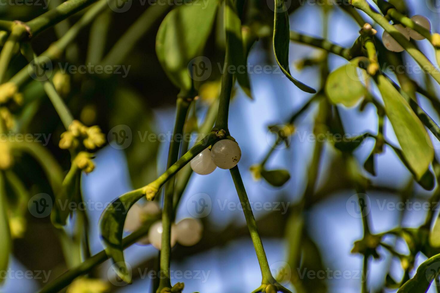 Branch of mistletoe with white berries, viscum album photo