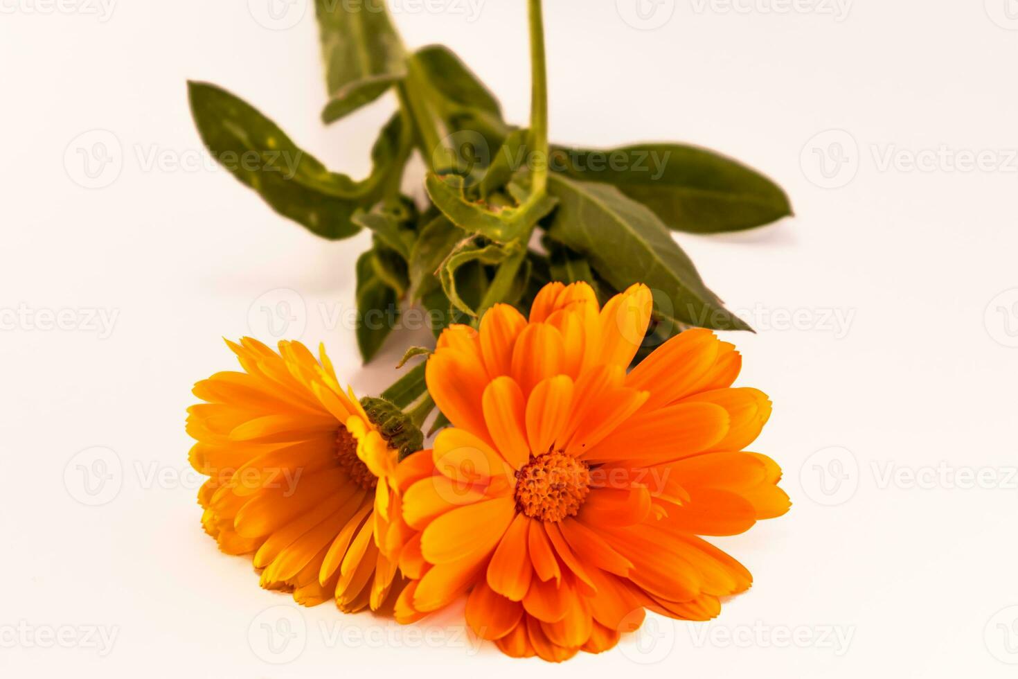 Calendula officinalis flowers on white background, asteraceae, calenduleae photo