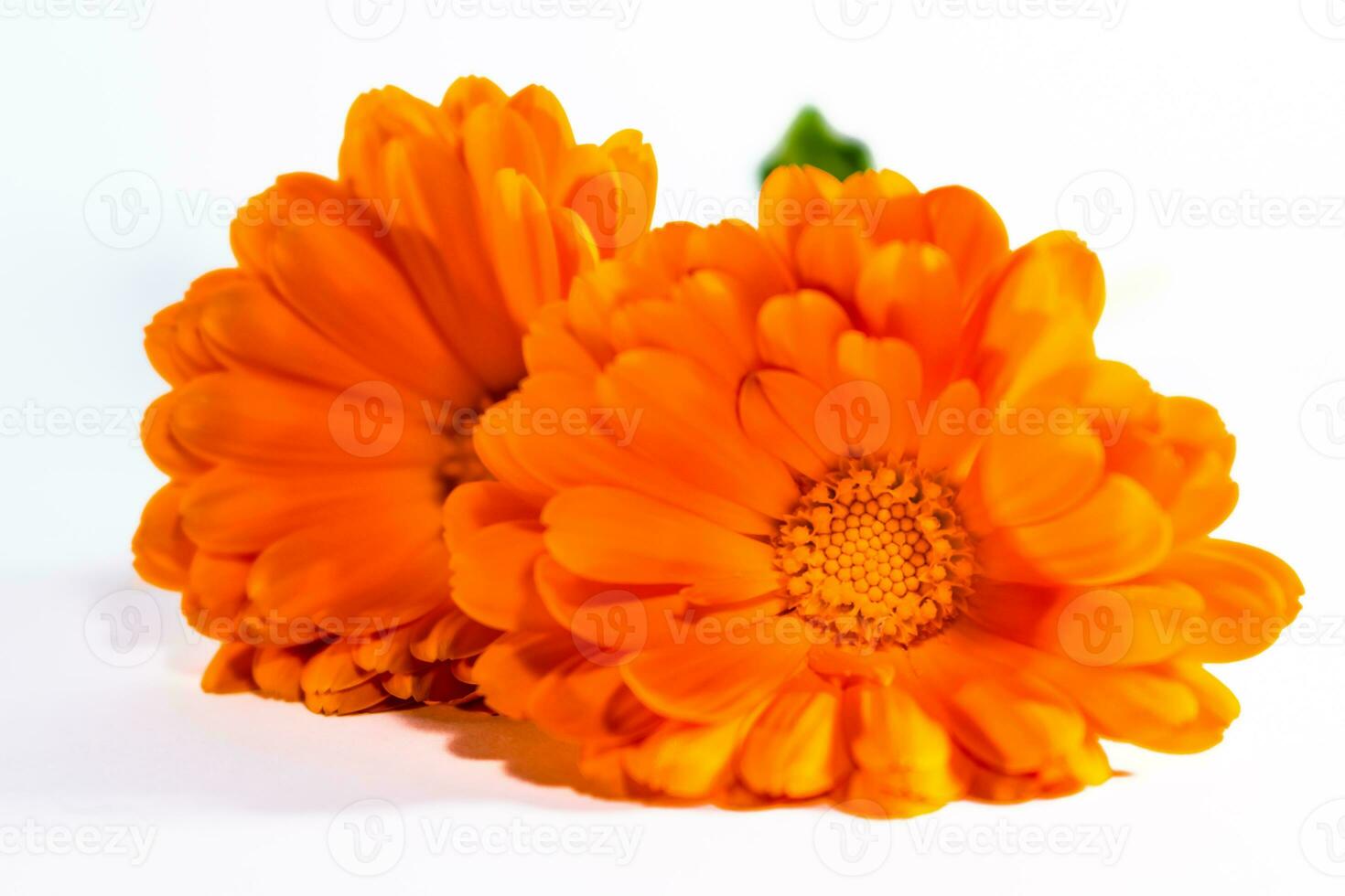 Calendula officinalis flowers on white background, asteraceae, calenduleae photo