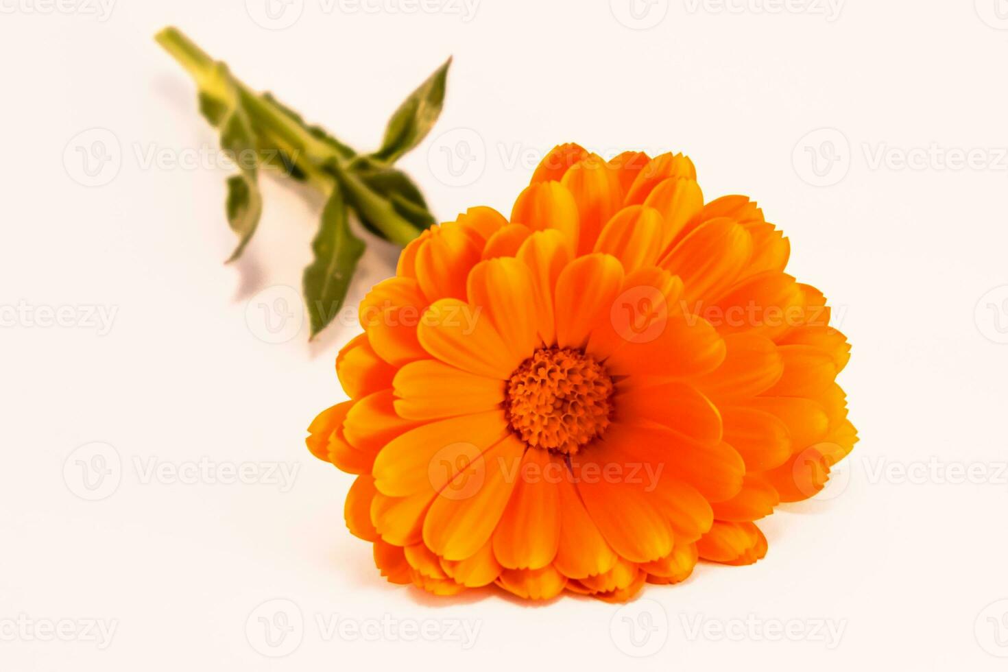 Calendula officinalis flowers on white background, asteraceae, calenduleae photo