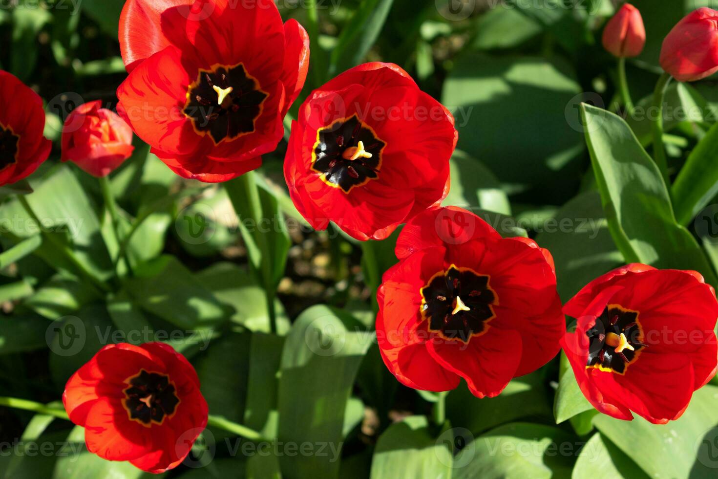 Close up on red tulips, tulipa photo