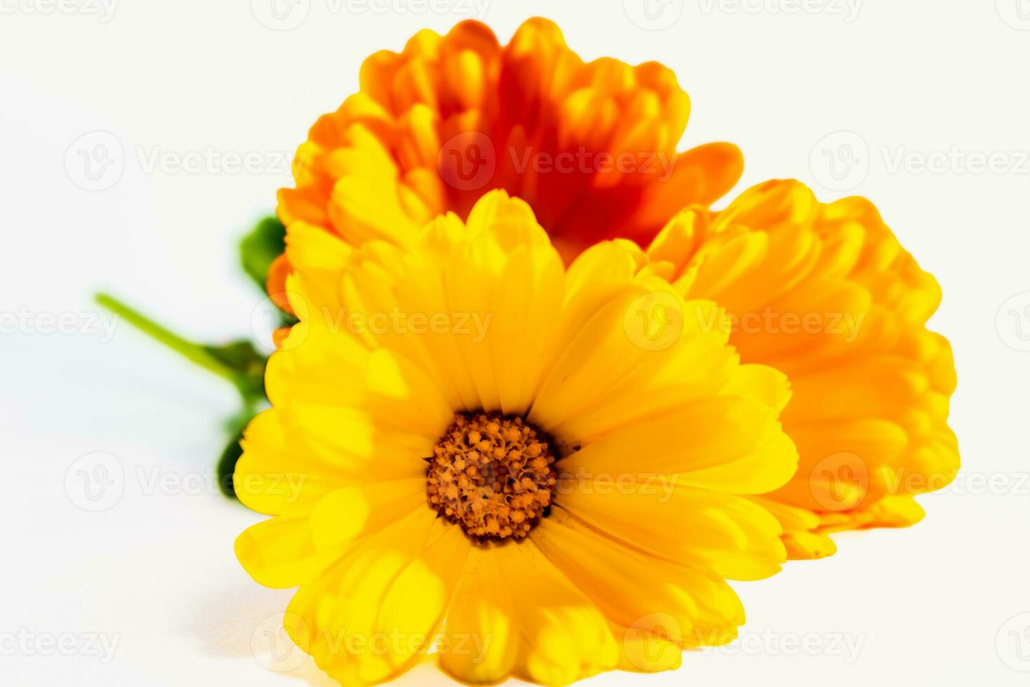 Calendula officinalis flowers on white background, asteraceae, calenduleae photo