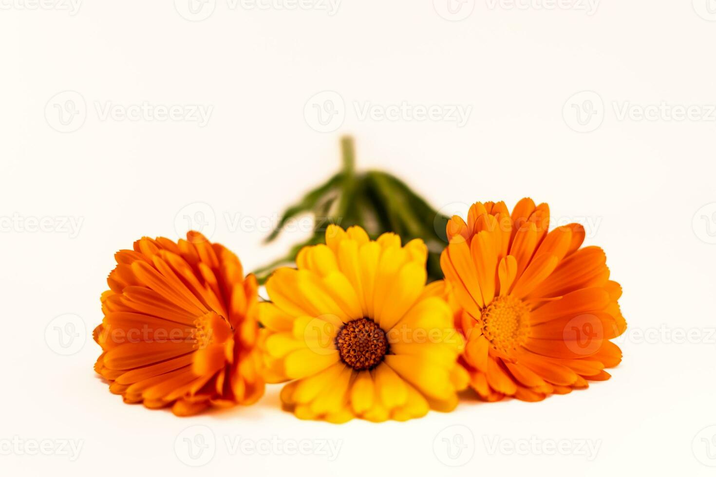 Calendula officinalis flowers on white background, asteraceae, calenduleae photo