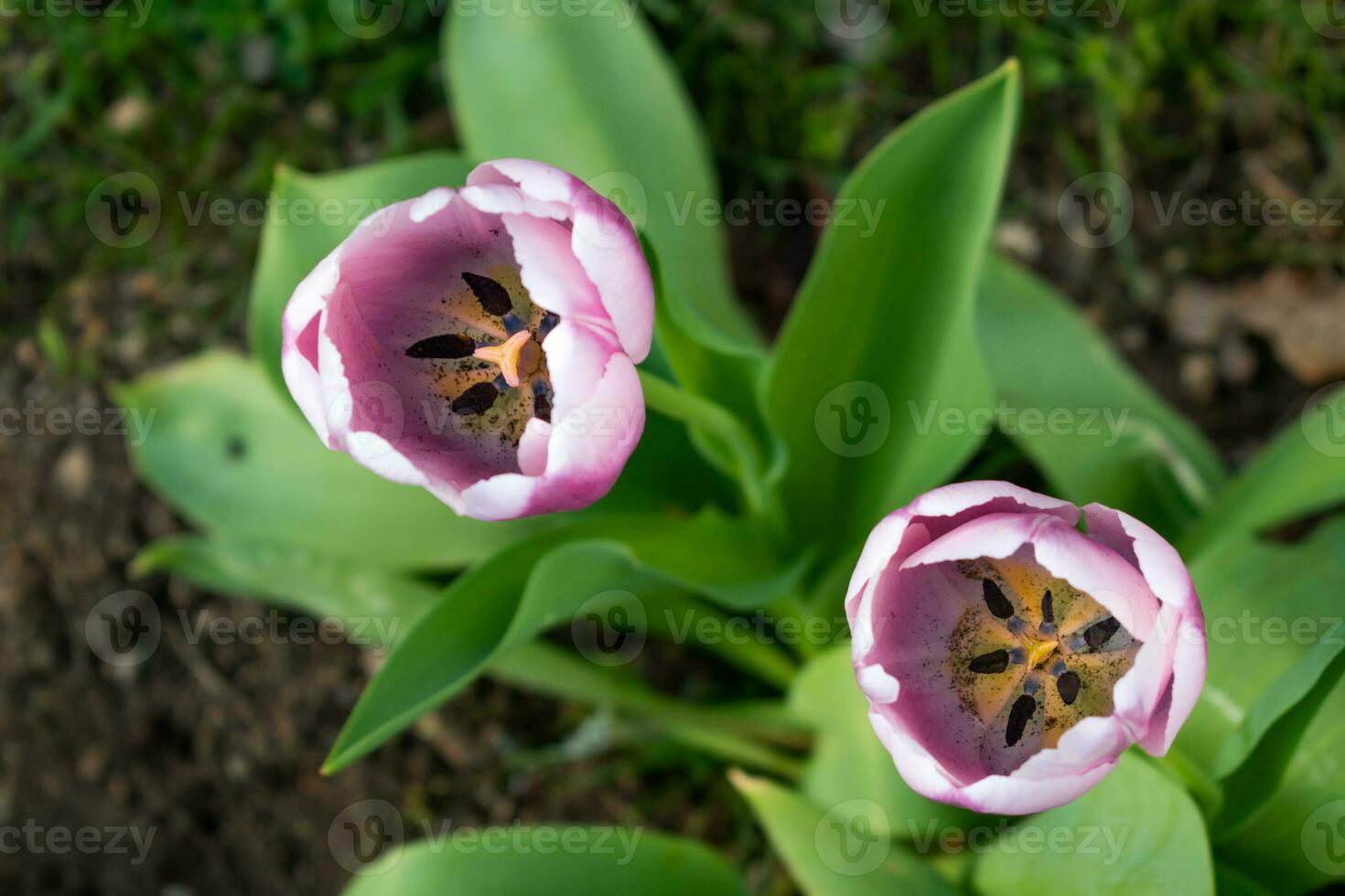 Close up on pink tulips, tulipa photo