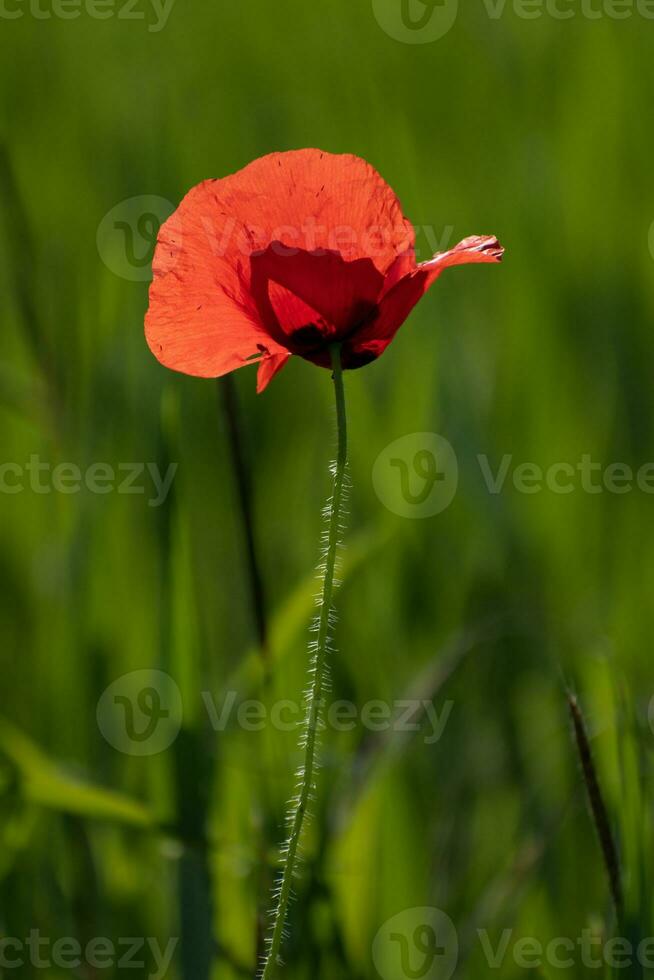 Lonely poppy in a field of green wheat photo