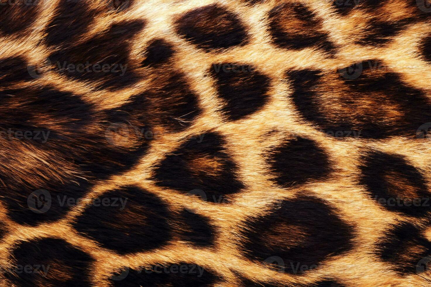 real leopardo piel foto