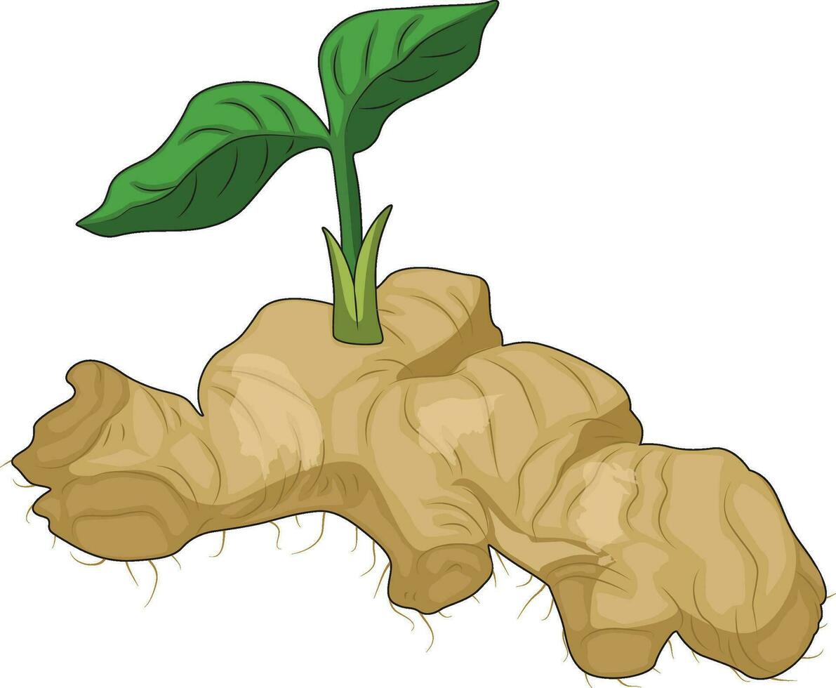 Ginger with leaves vector