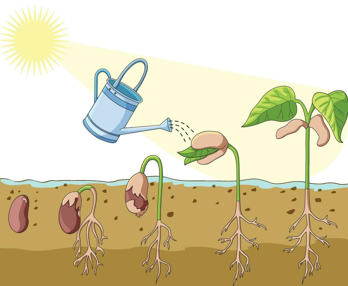 Germination of plant seed with the help of sunlight and water vector